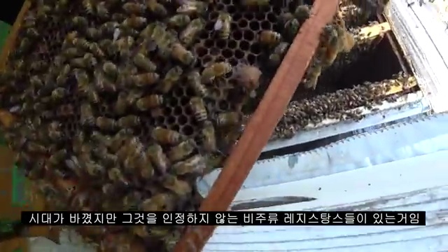 신비의 벌통 이야기: 새 여왕벌의 등장으로 변화하는 벌의 왕국