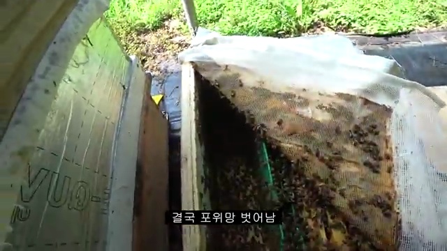 신비의 벌통 이야기: 새 여왕벌의 등장으로 변화하는 벌의 왕국 - 장면 2