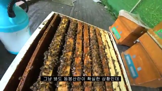 신비의 벌통 이야기: 새 여왕벌의 등장으로 변화하는 벌의 왕국 - 장면 3