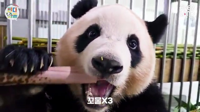 다리 짧은 판다의 귀여운 헛다리 장면! 에버랜드 동물 이야기🐼