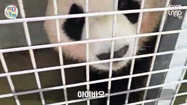 다리 짧은 판다의 귀여운 헛다리 장면! 에버랜드 동물 이야기🐼 - 장면 2