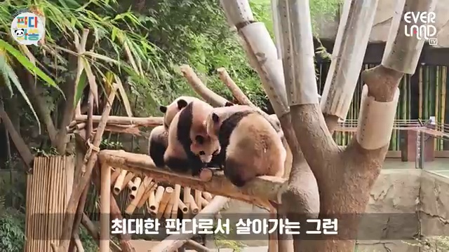 다리 짧은 판다의 귀여운 헛다리 장면! 에버랜드 동물 이야기🐼 - 장면 3